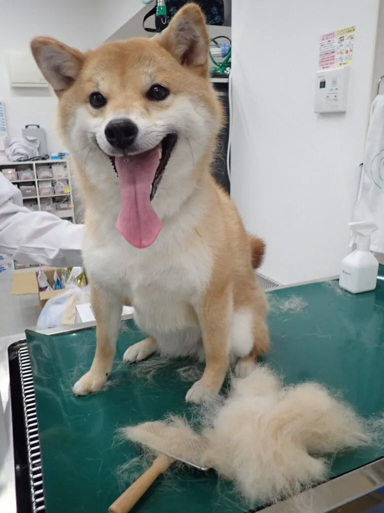 永遠のお悩み…犬猫の抜け毛対策、どうしていますか？