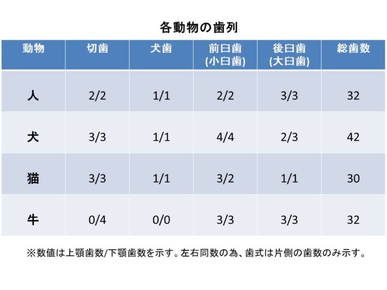 人とは違うの？犬や猫、動物それぞれの歯の違い 市川市・浦安市の動物病院『ALL動物病院行徳』皮膚科/眼科