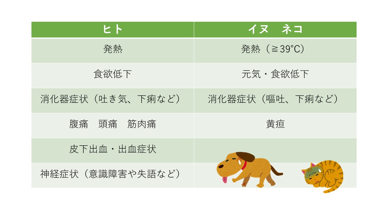 犬と猫と人にも感染するSFTSという恐ろしい病気が千葉県でも確認されました | 市川市・鎌ケ谷市の動物病院『ALL動物病院グループ』皮膚科腫瘍科