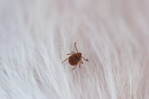 犬と猫と人にも感染するSFTSという恐ろしい病気が千葉県でも確認されました