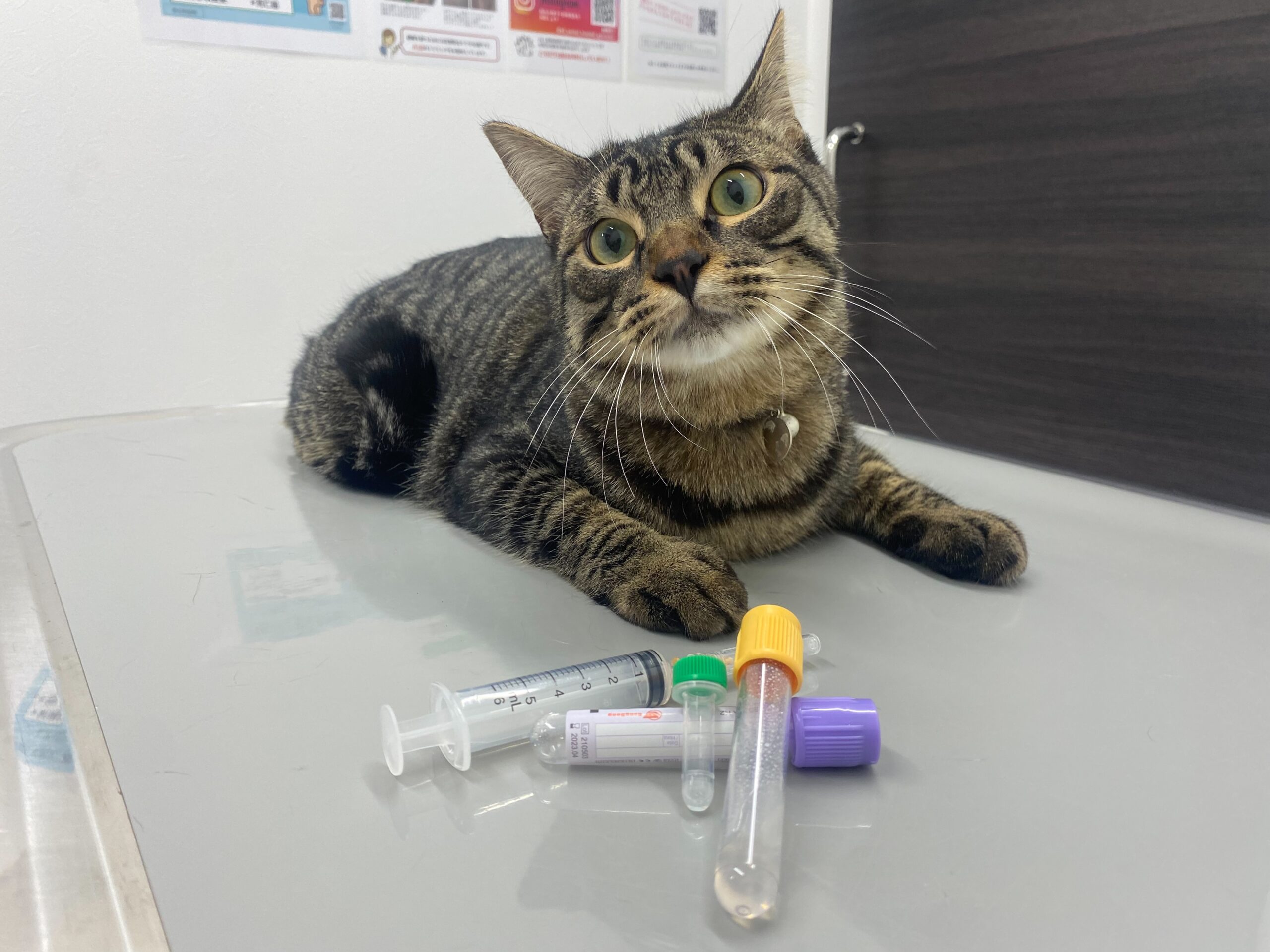 みんな一度は経験したことがある血液検査 動物病院の採血ってどうやってるの 市川市 浦安市の動物病院 All動物病院行徳 皮膚科 眼科 みんな一度は経験したことがある血液検査 動物病院の採血ってどうやってるの 市川市 浦安市の動物病院 All動物病院行徳 皮膚科 眼科