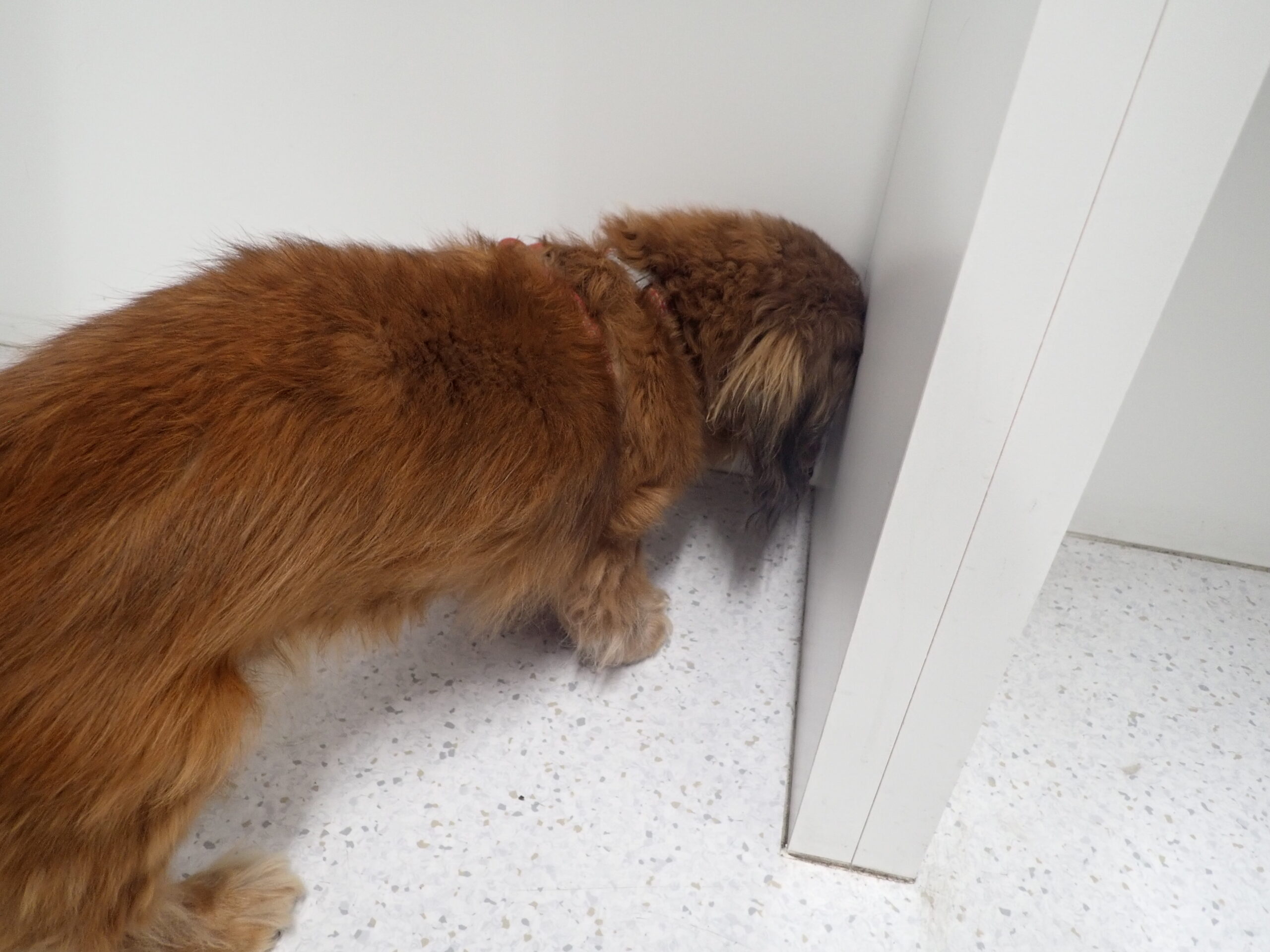 え 目がまわってる 急にまっすぐ歩けない 頭が傾いてる こんな症状ありませんか 市川市 浦安市の動物病院 All動物病院行徳 皮膚科 眼科