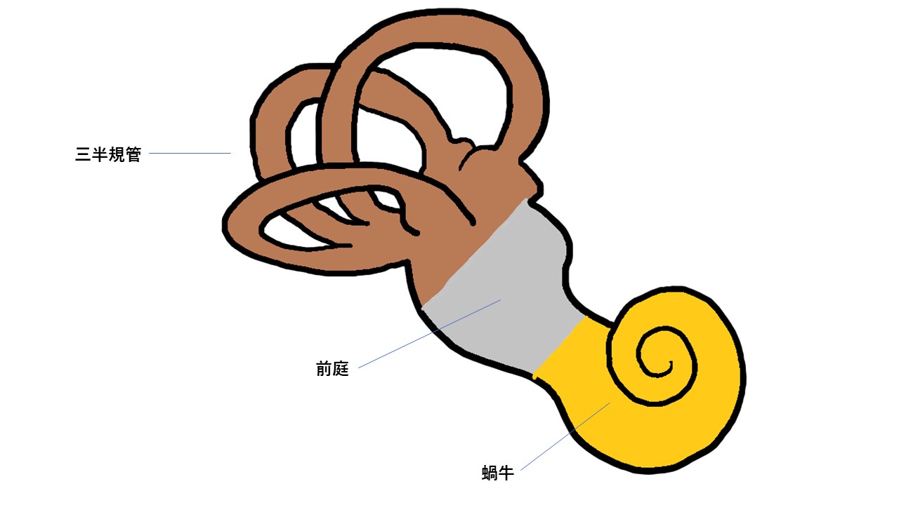 え 目がまわってる 急にまっすぐ歩けない 頭が傾いてる こんな症状ありませんか 市川市 浦安市の動物病院 All動物病院行徳 皮膚科 眼科