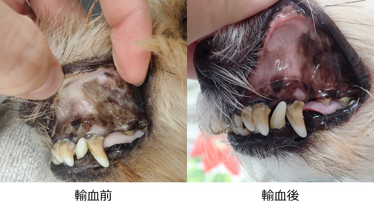 いつか来るかも 今のうちに知っておこう 輸血が必要な症状を解説します 市川市 浦安市の動物病院 All動物病院行徳 皮膚科 眼科