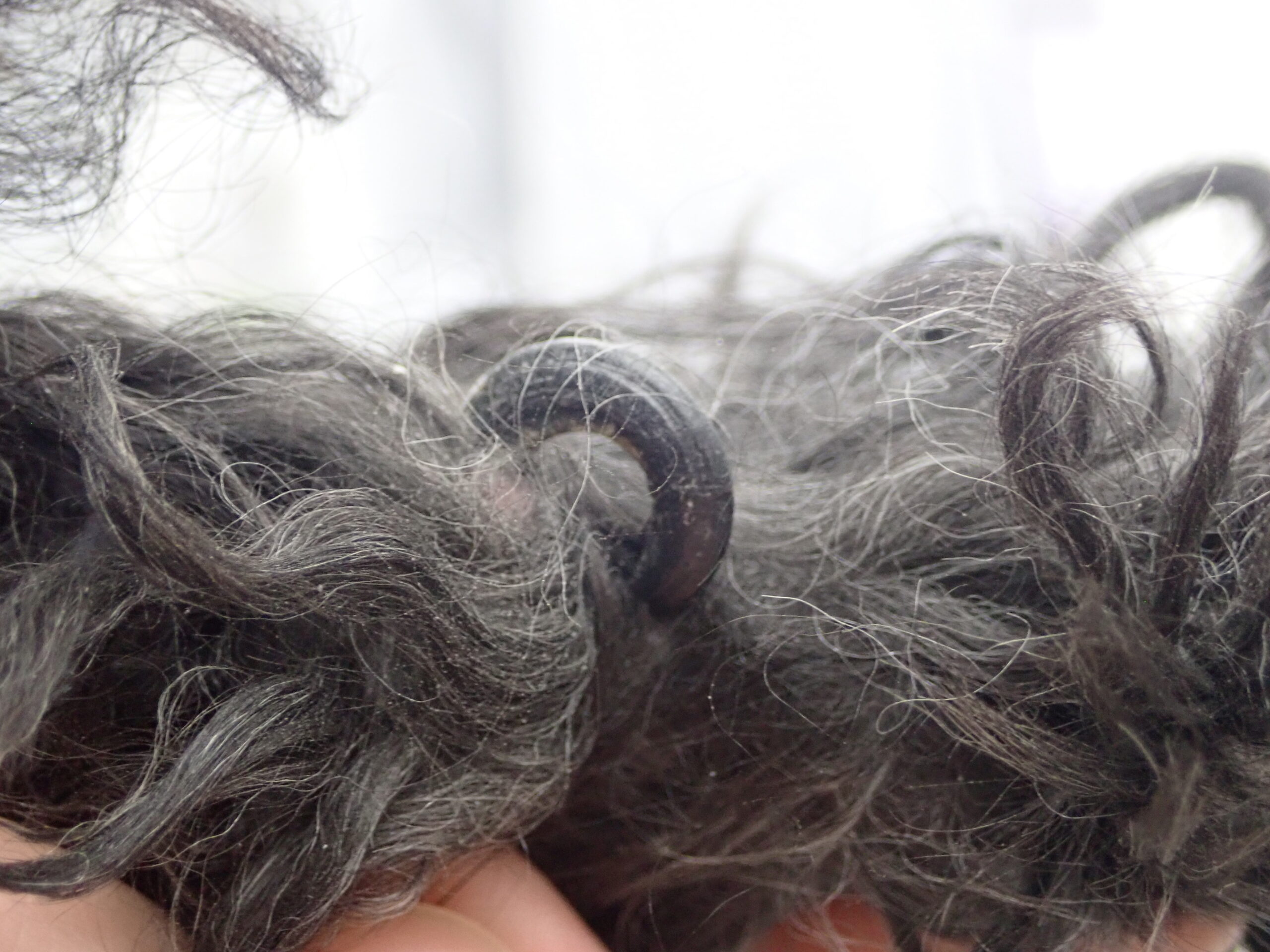 おうちでチャレンジ 上手な爪切りの方法 市川市 浦安市の動物病院 All動物病院行徳 皮膚科 眼科 おうちでチャレンジ 上手な爪切りの方法 市川市 浦安市の動物病院 All動物病院行徳 皮膚科 眼科