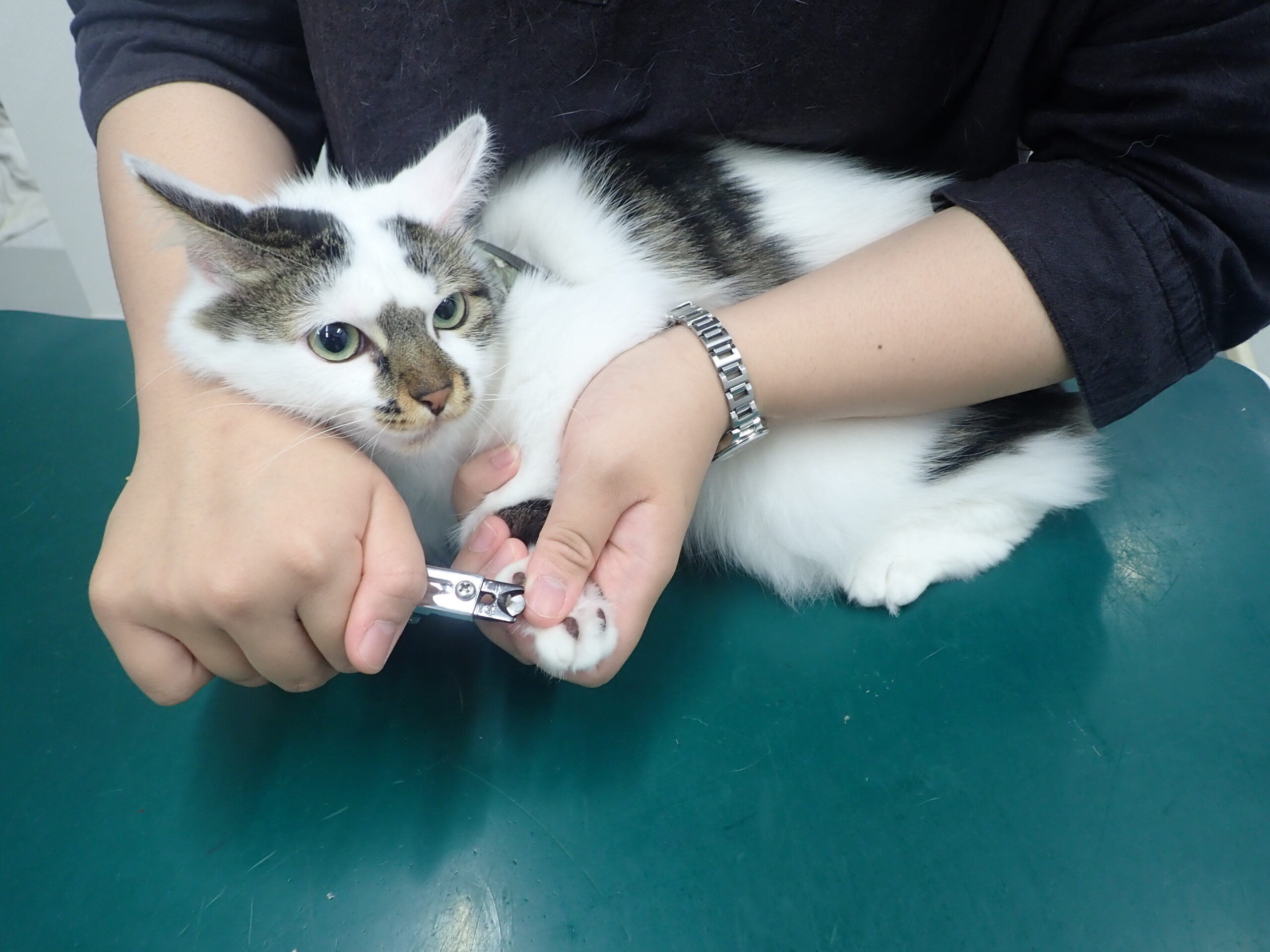 おうちでチャレンジ 上手な爪切りの方法 市川市 浦安市の動物病院 All動物病院行徳 皮膚科 眼科