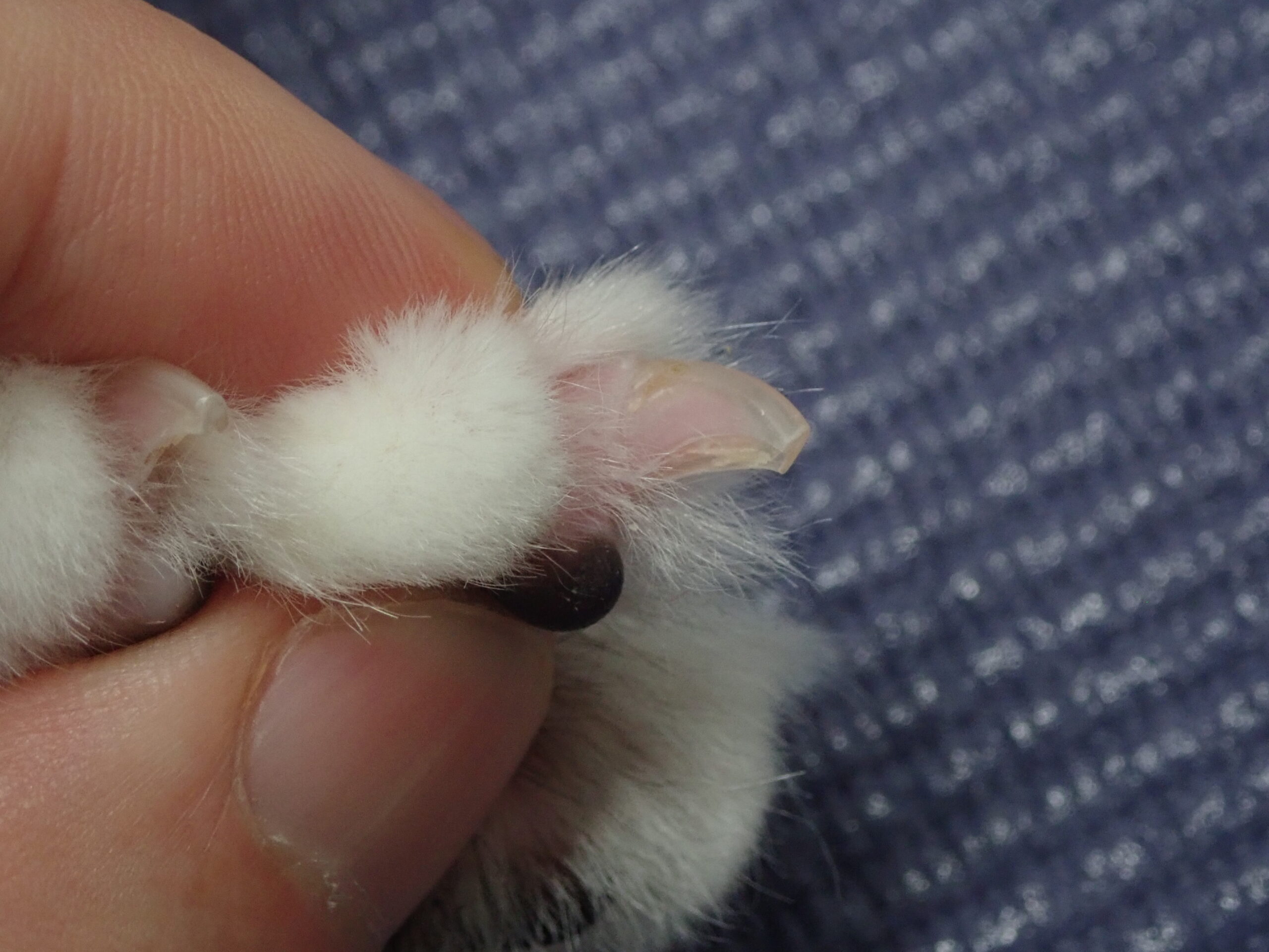 おうちでチャレンジ 上手な爪切りの方法 市川市 浦安市の動物病院 All動物病院行徳 皮膚科 眼科