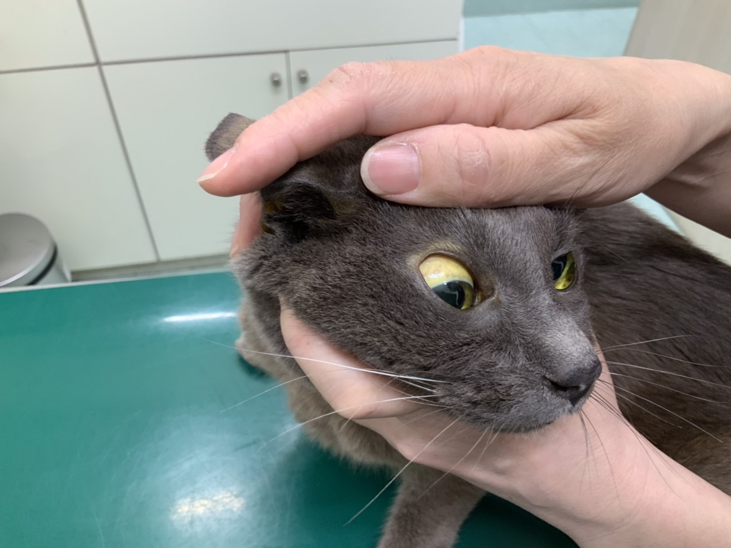 黄疸が出た 胆石 胆嚢粘液嚢腫 胆泥症を解説します 市川市 浦安市の動物病院 All動物病院行徳 皮膚科 眼科