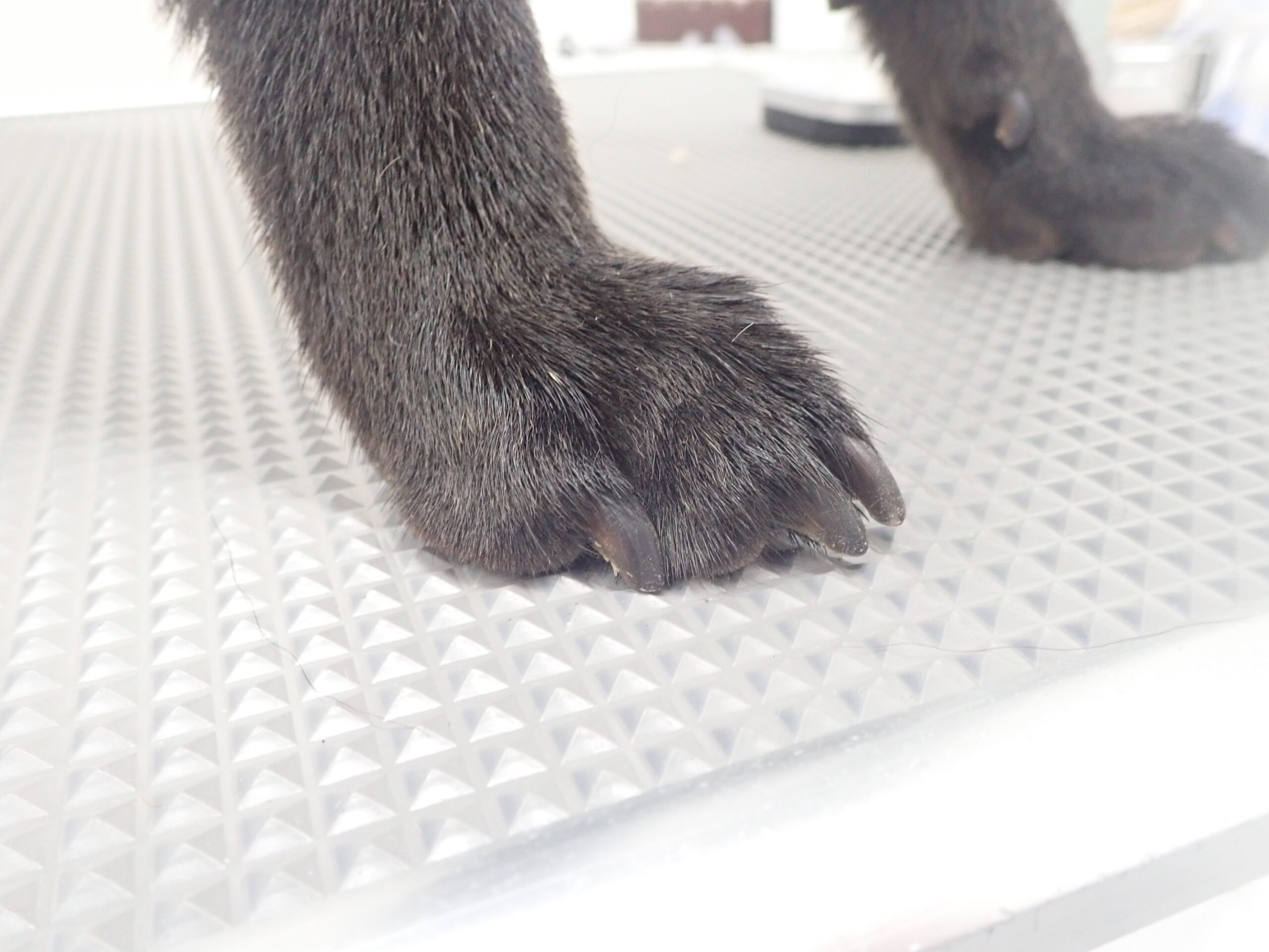 おうちでチャレンジ 上手な爪切りの方法 市川市 浦安市の動物病院 All動物病院行徳 皮膚科 眼科