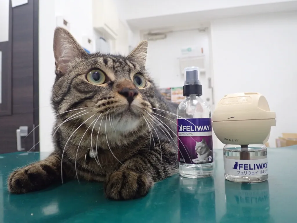 猫用ホルモン‘‘フェリウェイ‘‘でリラックス