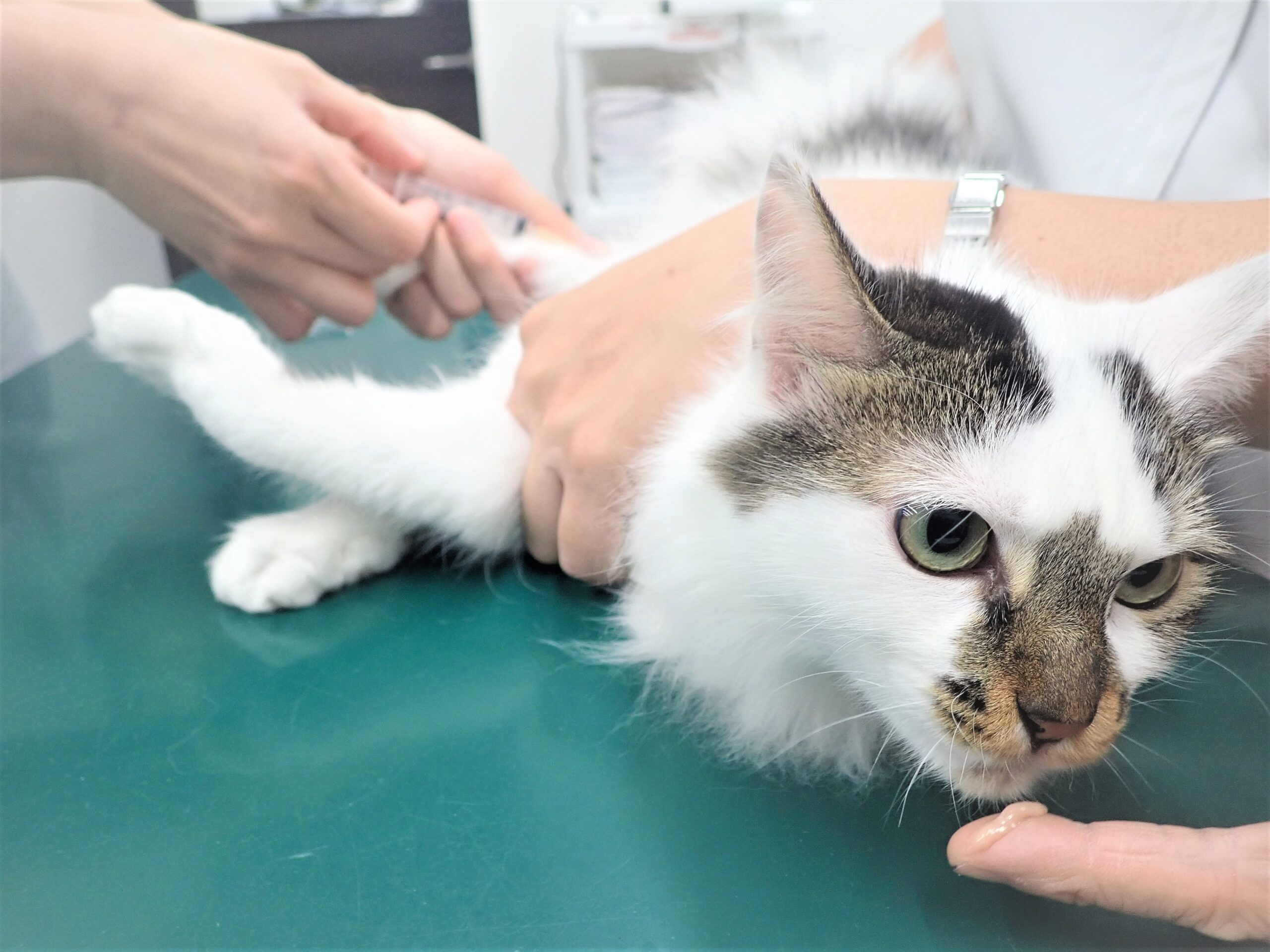 みんな一度は経験したことがある血液検査 動物病院の採血ってどうやってるの 市川市 浦安市の動物病院 All動物病院行徳 皮膚科 眼科 みんな一度は経験したことがある血液検査 動物病院の採血ってどうやってるの 市川市 浦安市の動物病院 All動物病院行徳 皮膚科 眼科