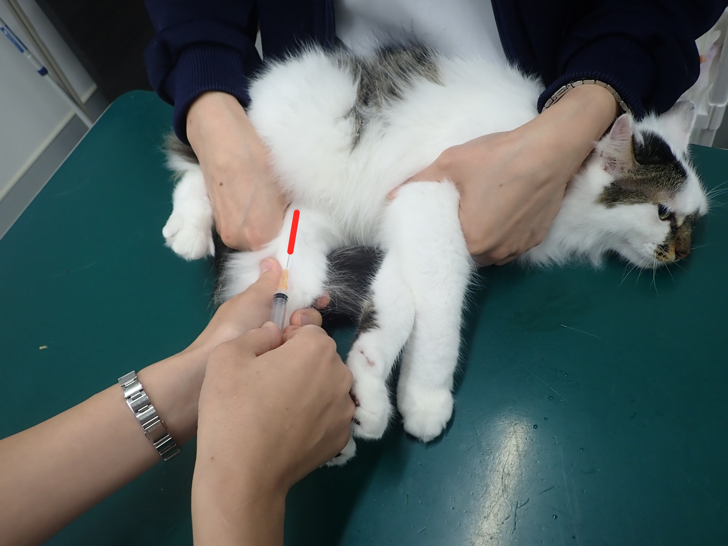 みんな一度は経験したことがある血液検査 動物病院の採血ってどうやってるの 市川市 浦安市の動物病院 All動物病院行徳 皮膚科 眼科