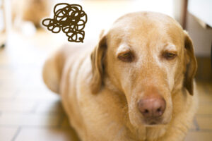 犬の毛つやが悪くなってきた、毛がよく抜ける、食欲はかわらないのに太ってきた。それ甲状腺機能低下症かもしれません。