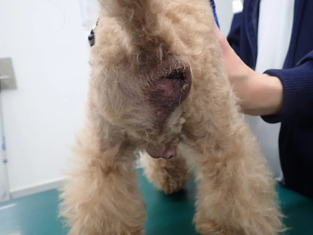 去勢していない犬や猫の男の子は要注意！会陰ヘルニアってどんな病気？