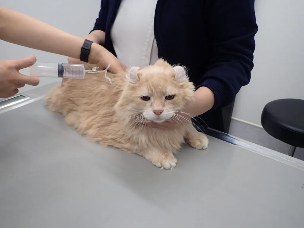 犬・猫用 皮下点滴セット 15パック 2025年最新】皮下点滴の人気アイテム - メルカリ