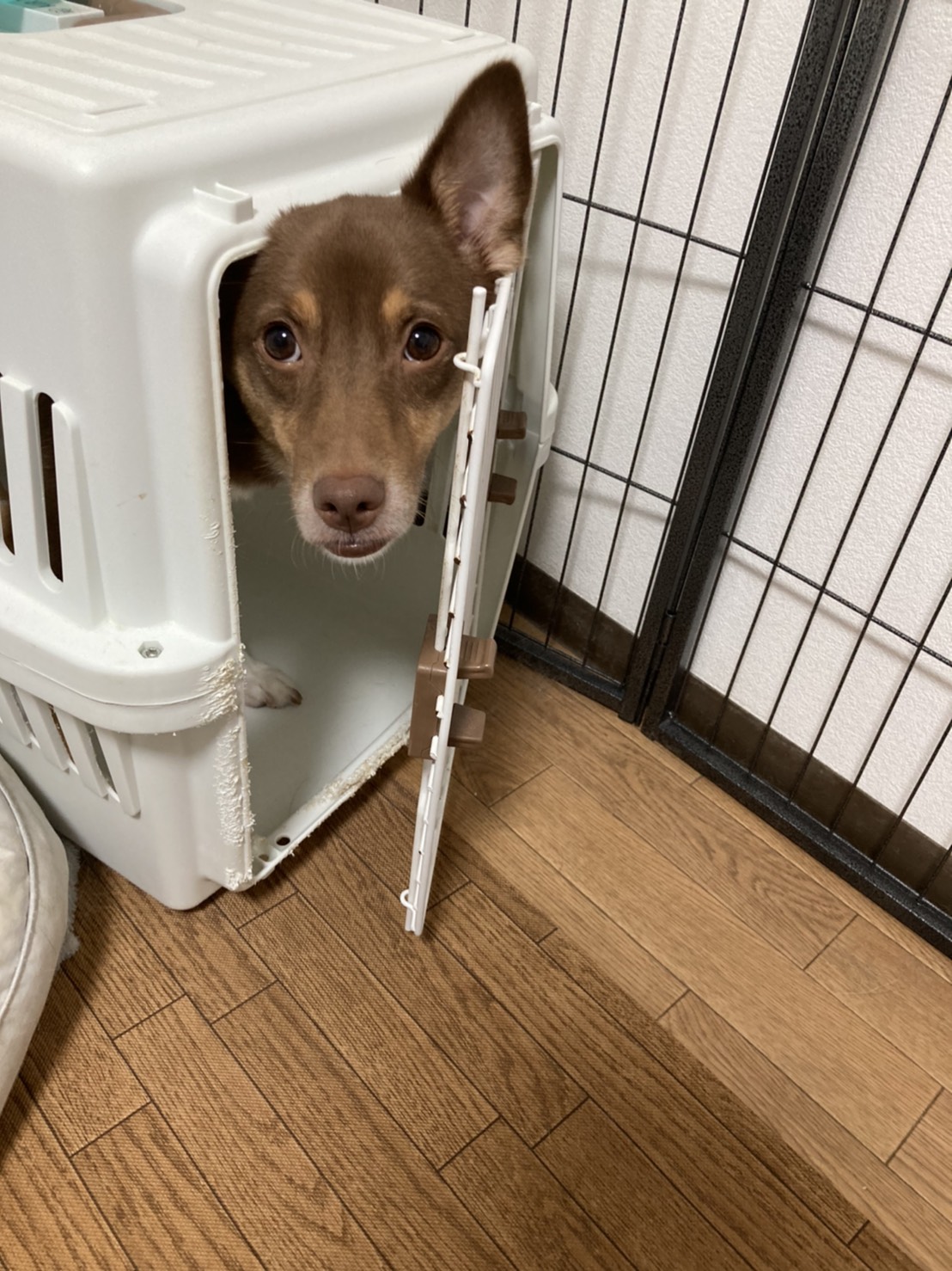 しつけのポイントは上手な褒め方 叱り方 市川市 浦安市の動物病院 All動物病院行徳 皮膚科 眼科