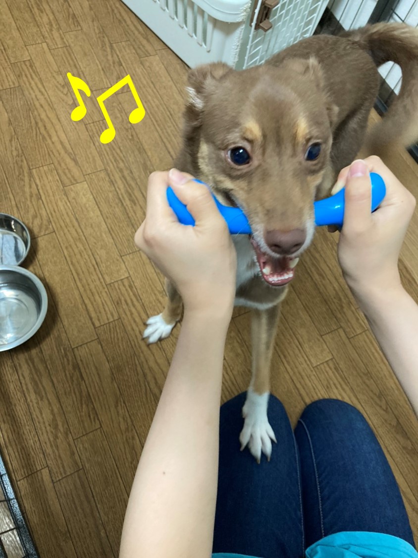 しつけのポイントは上手な褒め方 叱り方 市川市 浦安市の動物病院 All動物病院行徳 皮膚科 眼科