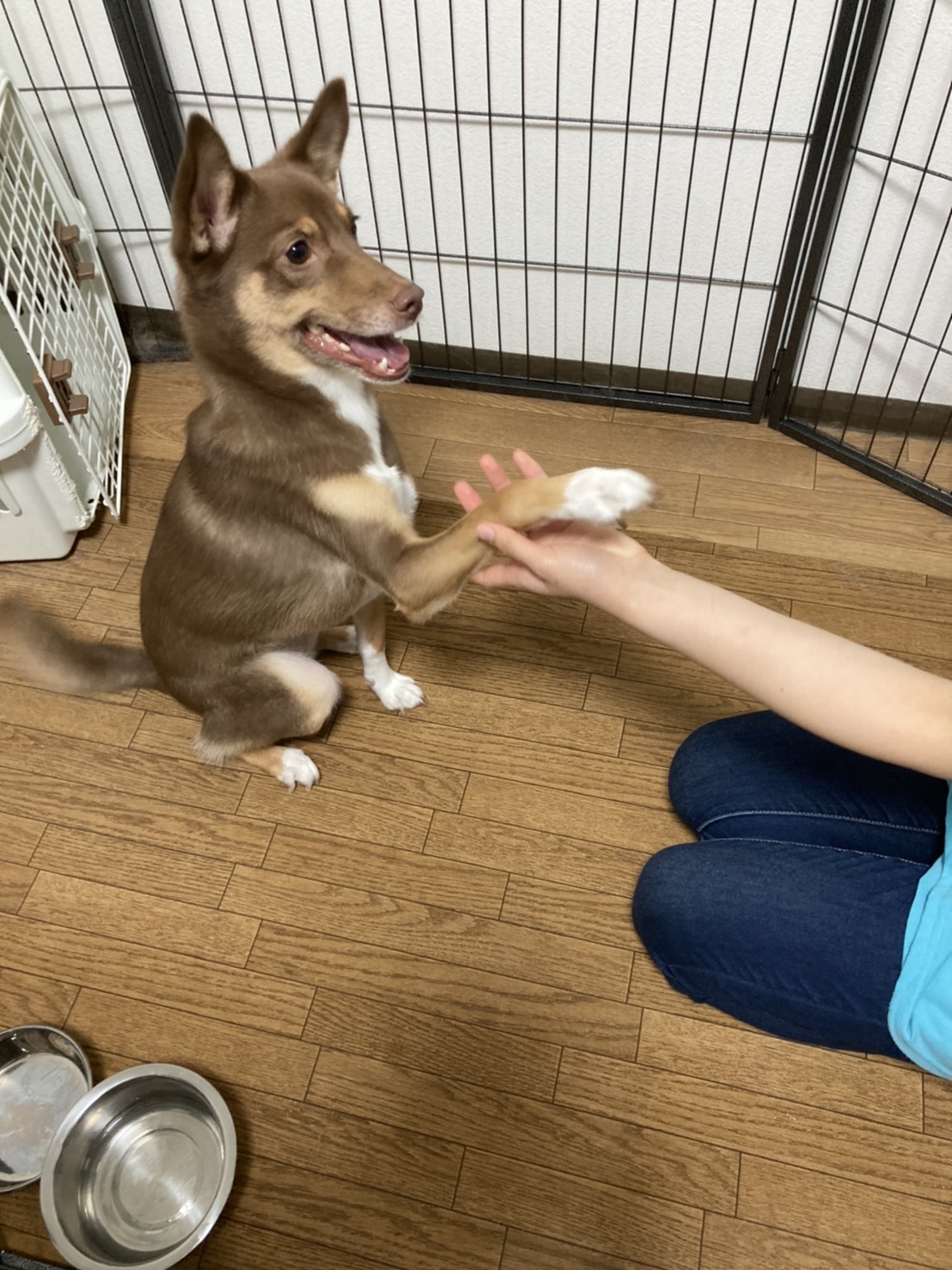 しつけのポイントは上手な褒め方 叱り方 市川市 浦安市の動物病院 All動物病院行徳 皮膚科 眼科