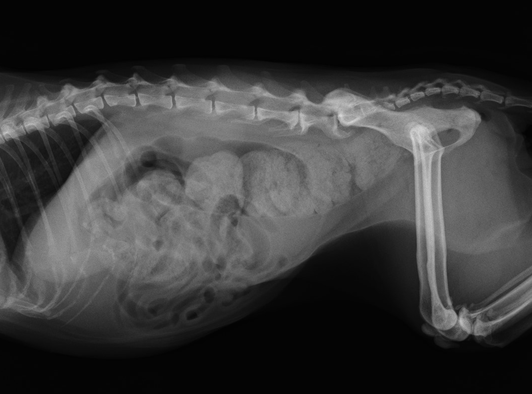 猫に多い巨大結腸症についてご存じですか 市川市 浦安市の動物病院 All動物病院行徳 皮膚科 眼科 猫に多い巨大結腸症についてご存じですか 市川市 浦安市の動物病院 All動物病院行徳 皮膚科 眼科