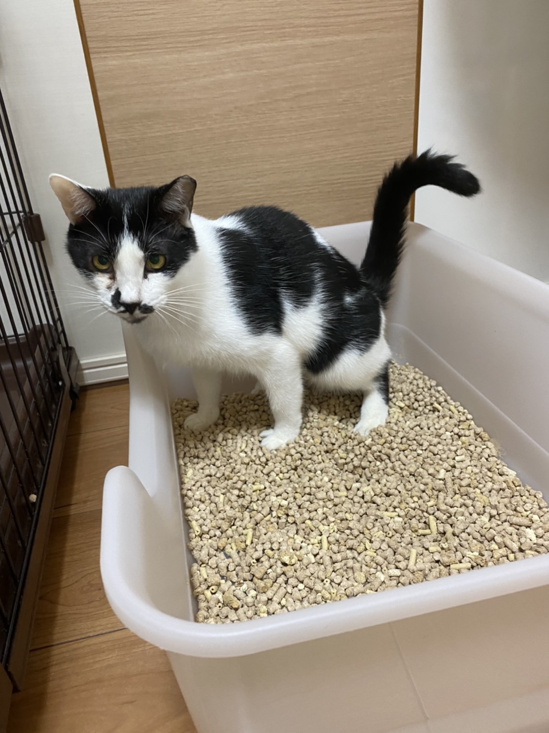 極太うんこイラスト 猫に多い巨大結腸症についてご存じですか？ | 市川市・鎌ケ谷市の動物病院『ALL動物病院グループ』皮膚科/腫瘍科