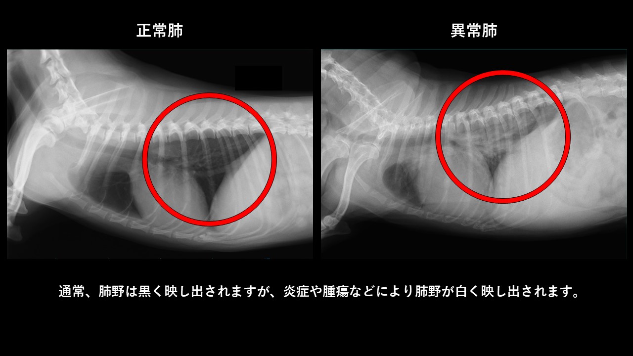 咳が出るのはなぜ 市川市 浦安市の動物病院 All動物病院行徳 皮膚科 眼科