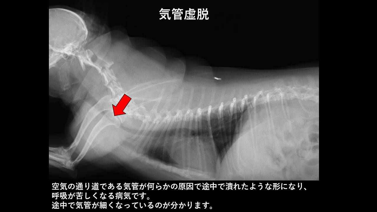 咳が出るのはなぜ 市川市 浦安市の動物病院 All動物病院行徳 皮膚科 眼科