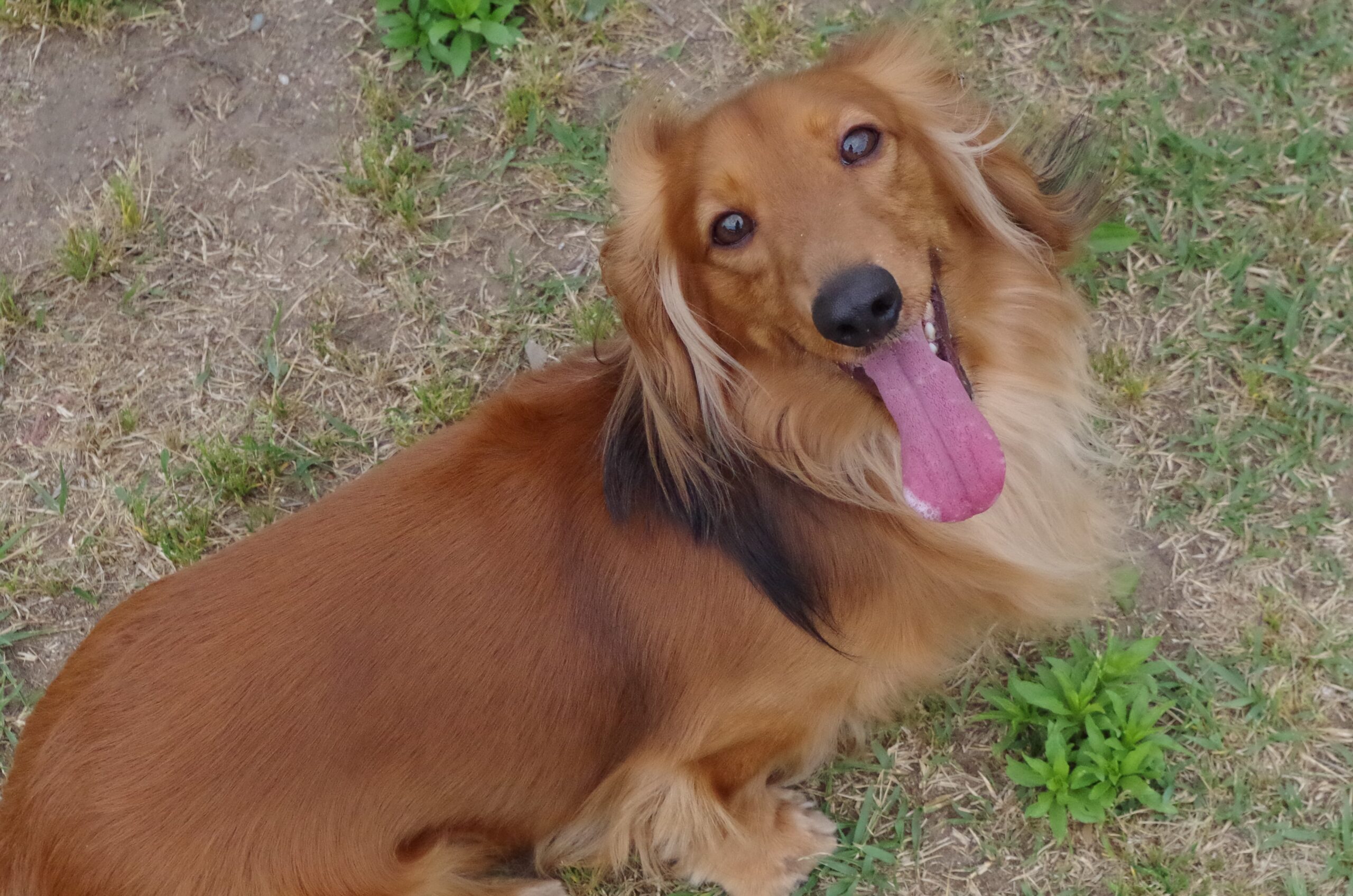 犬と猫は人と同じように味を感じるの 市川市 浦安市の動物病院 All動物病院行徳 皮膚科 眼科