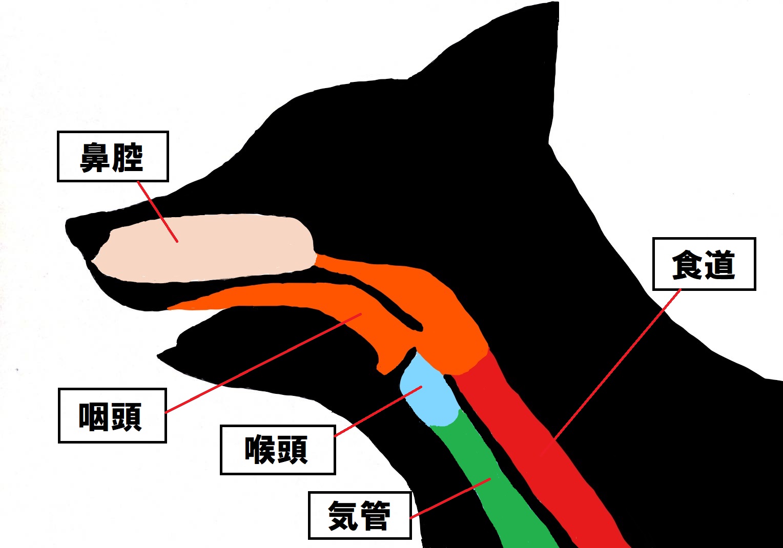 咳が出るのはなぜ 市川市 浦安市の動物病院 All動物病院行徳 皮膚科 眼科