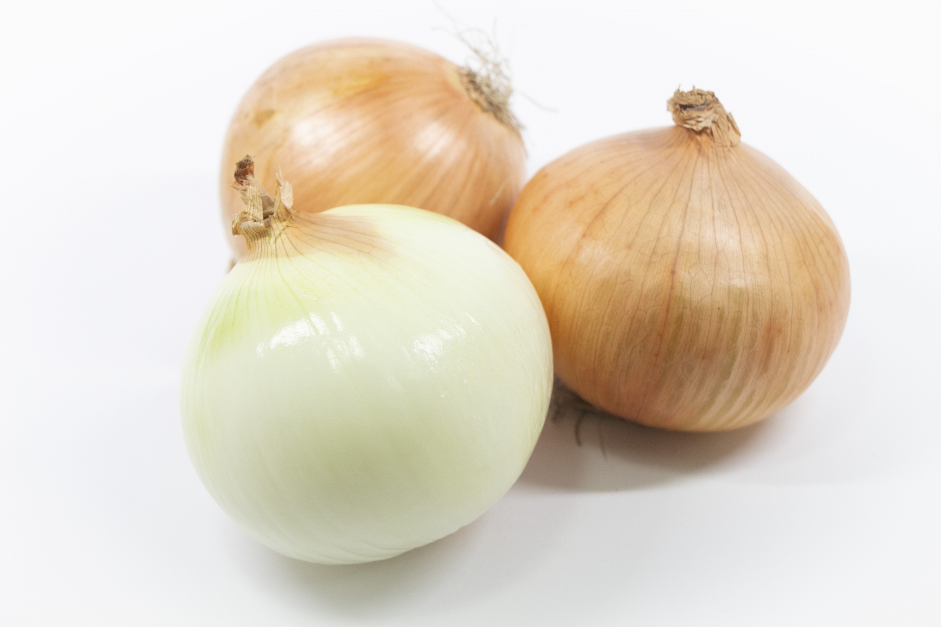 犬と猫は人と同じように味を感じるの 市川市 浦安市の動物病院 All動物病院行徳 皮膚科 眼科