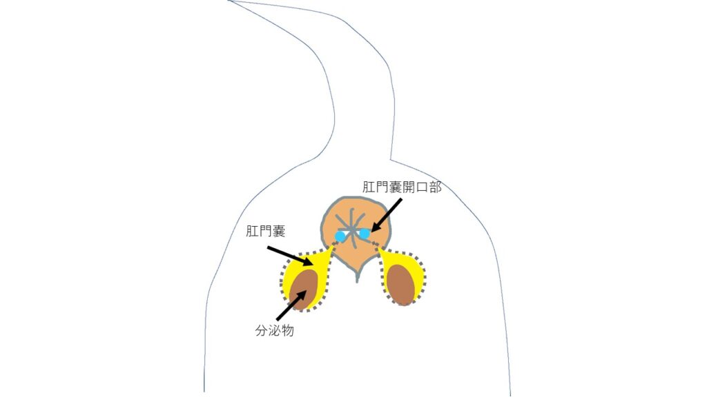 お尻から出血してる それ肛門腺からかもしれません 肛門腺炎と肛門嚢破裂の話 市川市 浦安市の動物病院 All動物病院行徳 皮膚科 眼科