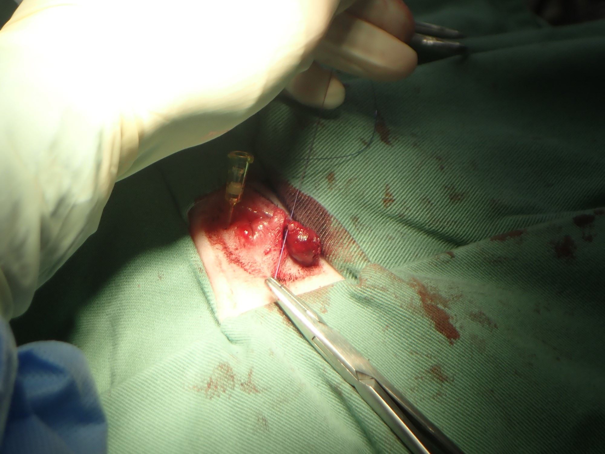 お尻から出血してる それ肛門腺からかもしれません 肛門腺炎と肛門嚢破裂の話 市川市 浦安市の動物病院 All動物病院行徳 皮膚科 眼科