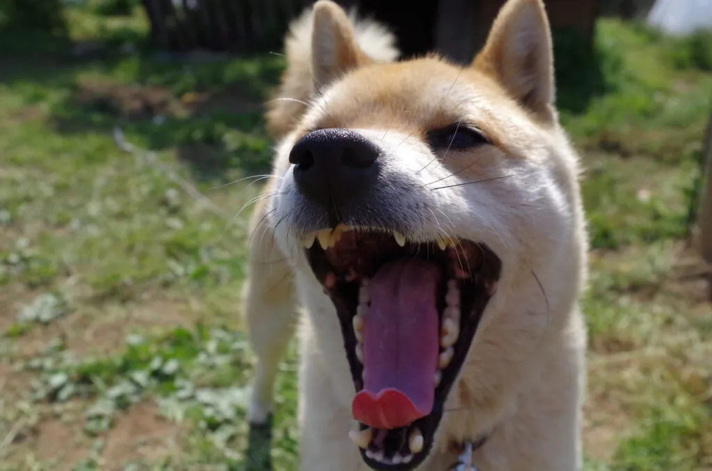 吠えている犬の画像
