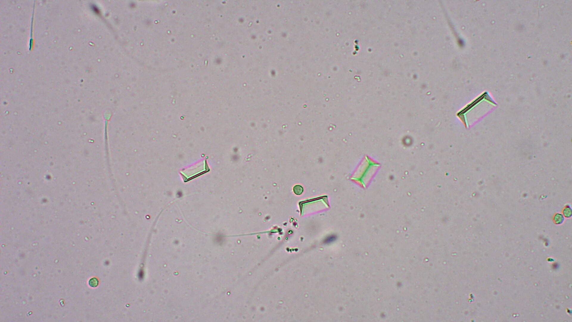 猫でも犬でも多い尿路結石について解説します 市川市 浦安市の動物病院 All動物病院行徳 皮膚科 眼科
