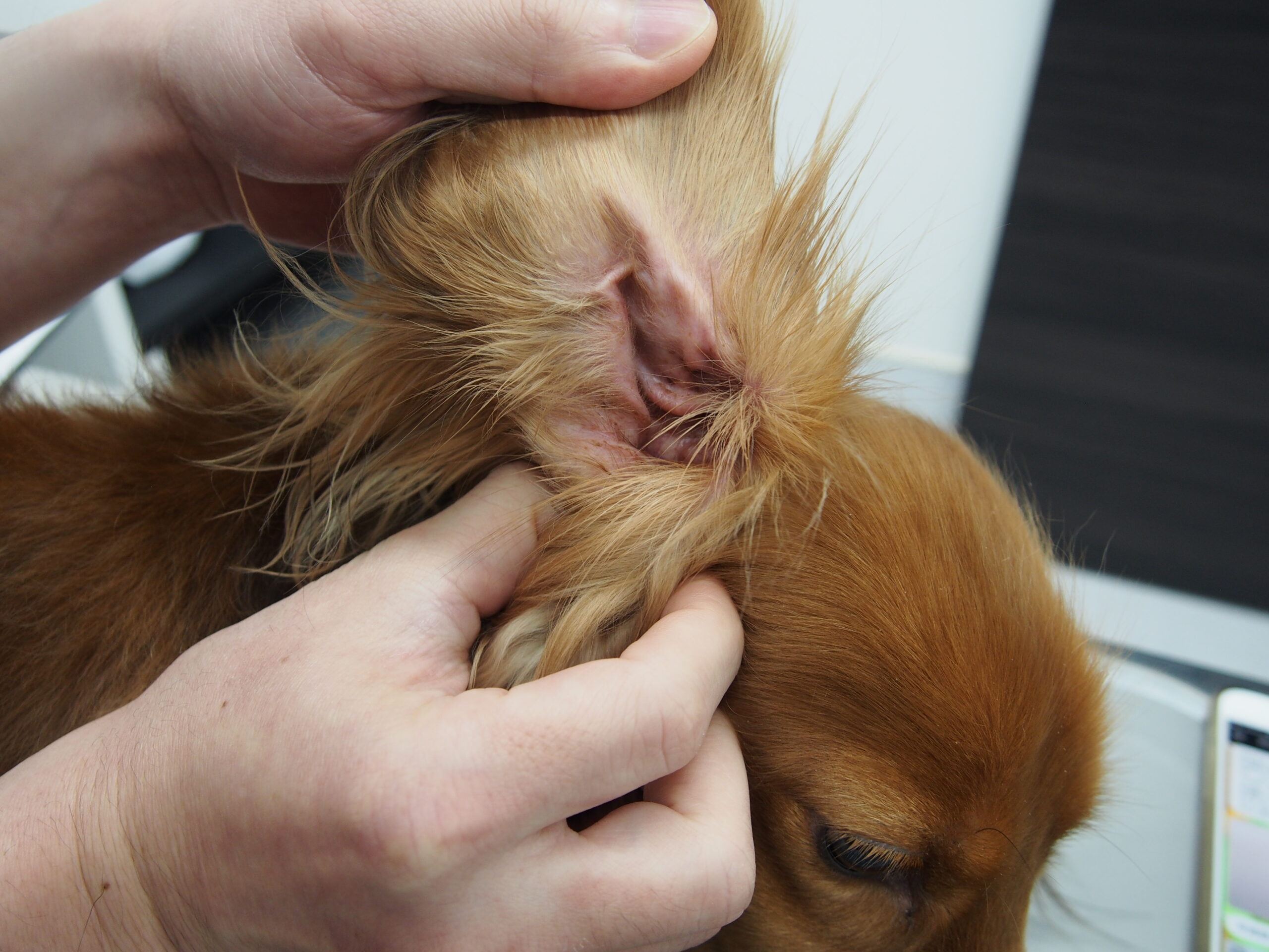 耳掃除と点耳薬のやり方とコツを解説します 市川市 浦安市の動物病院 All動物病院行徳 皮膚科 眼科