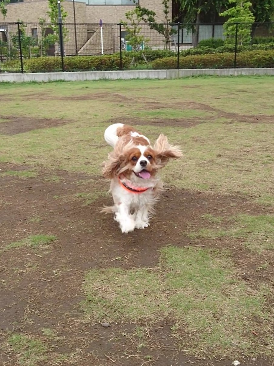 犬猫の名前人気ランキング 当院のランキングも調べてみました 市川市 浦安市の動物病院 All動物病院行徳 皮膚科 眼科