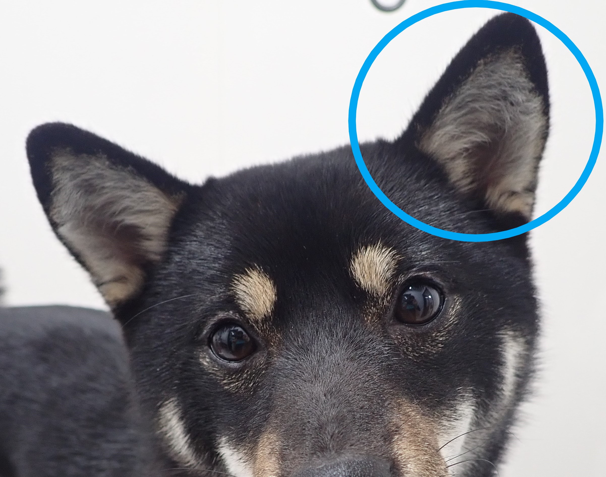 耳掃除と点耳薬のやり方とコツを解説します 市川市 浦安市の動物病院 All動物病院行徳 皮膚科 眼科