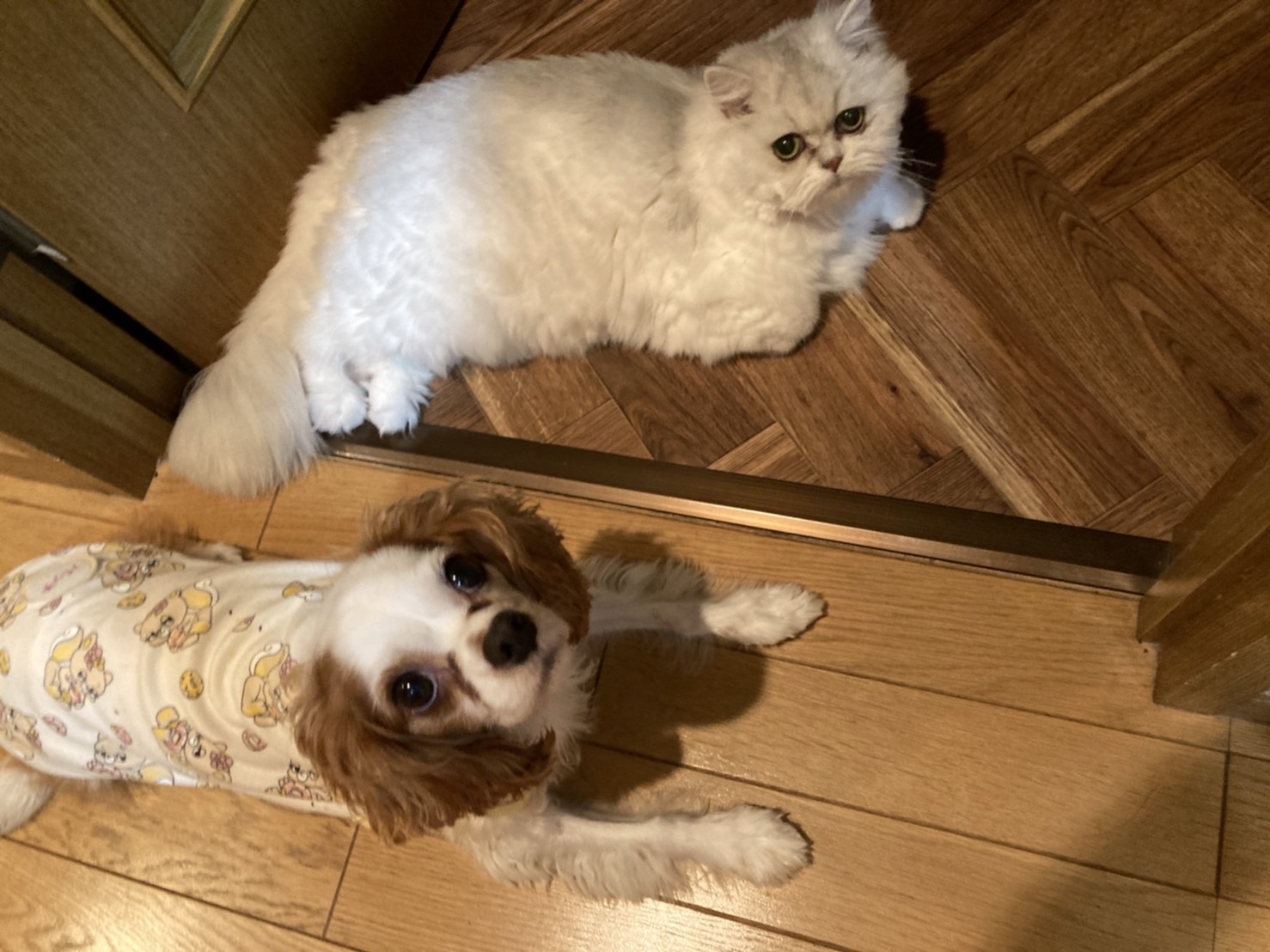 犬猫の名前人気ランキング 当院のランキングも調べてみました 市川市 浦安市の動物病院 All動物病院行徳 皮膚科 眼科