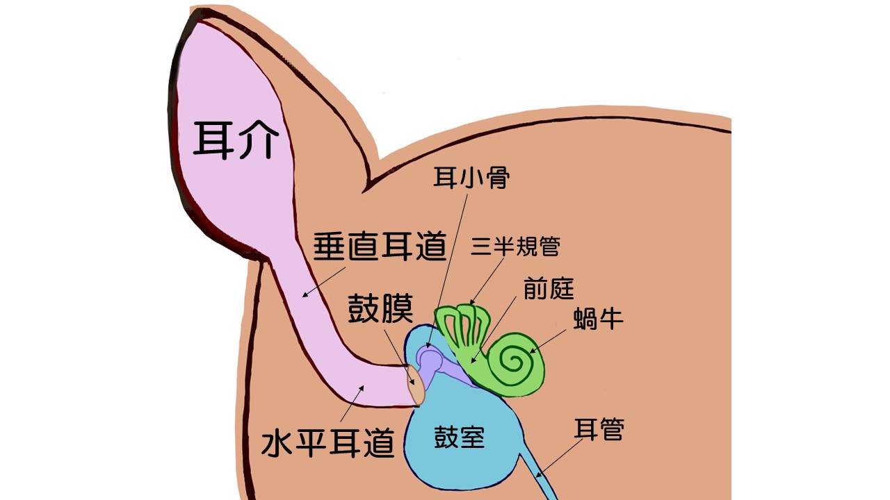 耳掃除と点耳薬のやり方とコツを解説します 市川市 浦安市の動物病院 All動物病院行徳 皮膚科 眼科