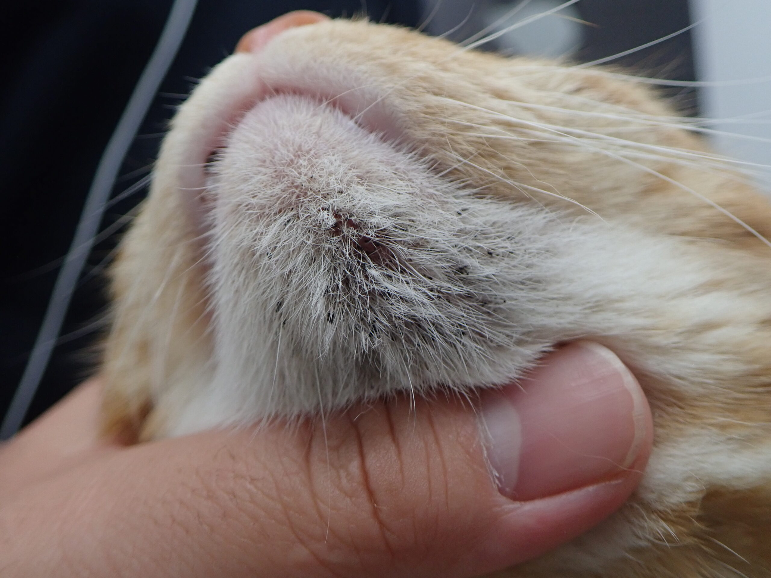 猫の種類によってかかりやすい病気がある 知識があるだけでもぜんぜん違う 猫の種類別にかかりやすい疾患についてご説明します 市川市 浦安市の動物病院 All動物病院行徳 皮膚科 眼科