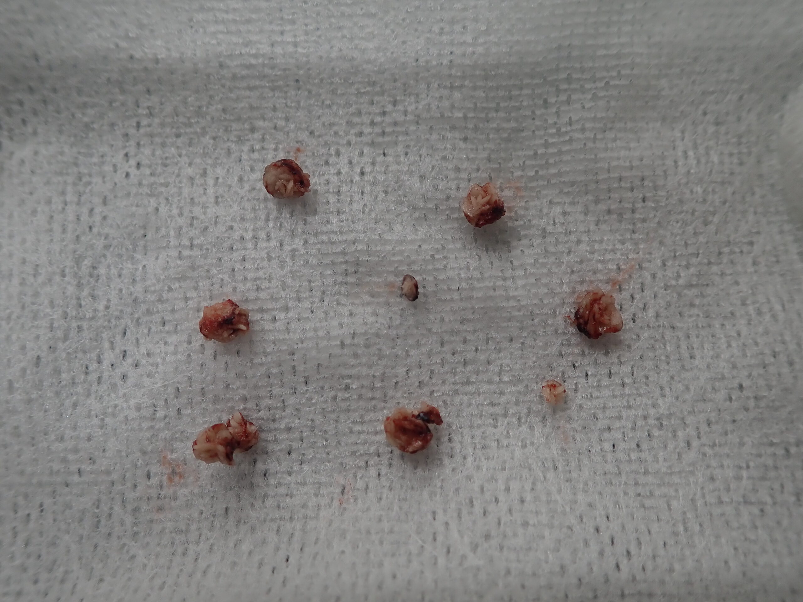 猫でも犬でも多い尿路結石について解説します 市川市 浦安市の動物病院 All動物病院行徳 皮膚科 眼科