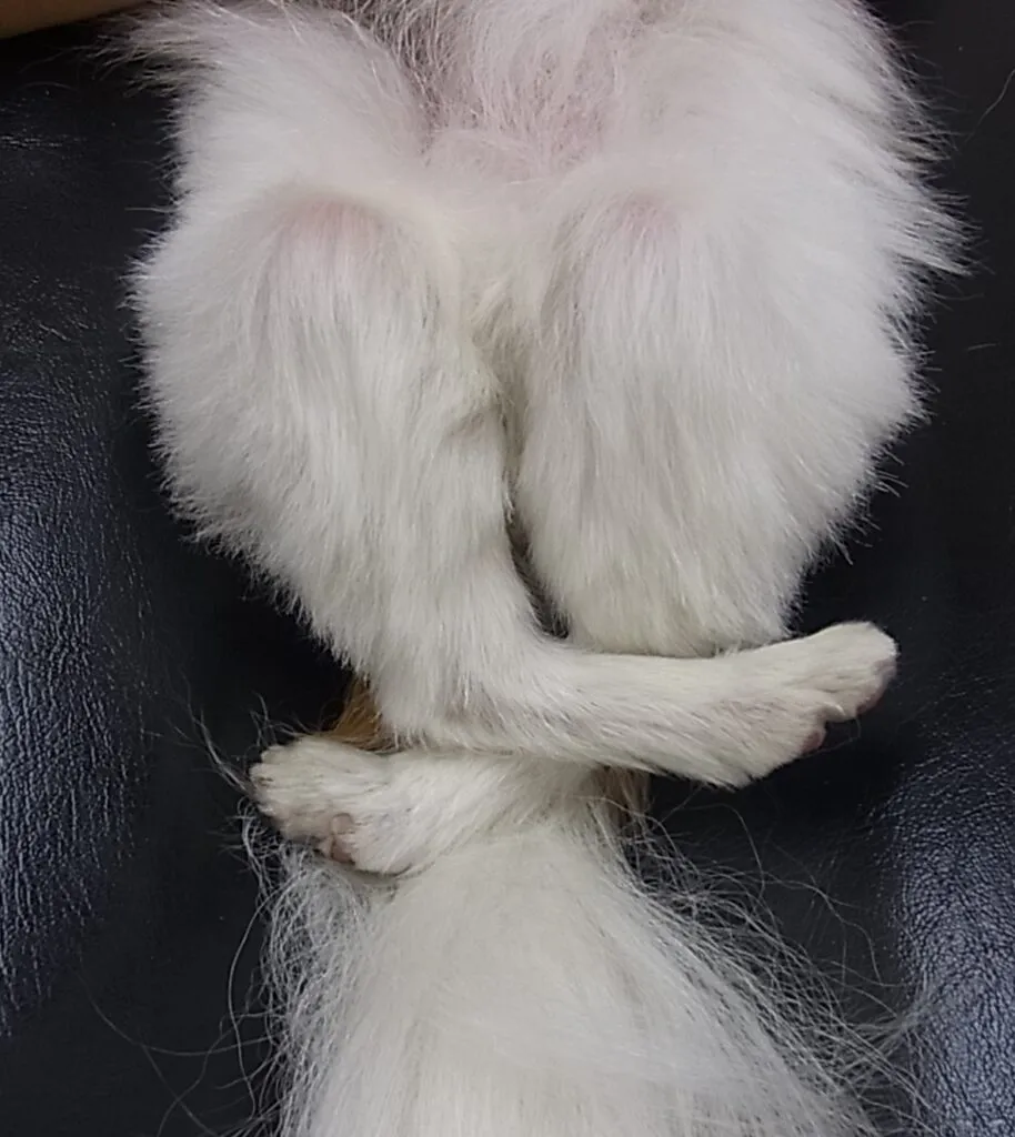 犬の膝蓋骨脱臼　小型犬で歩き方がぎこちないのはこの病気かも？？