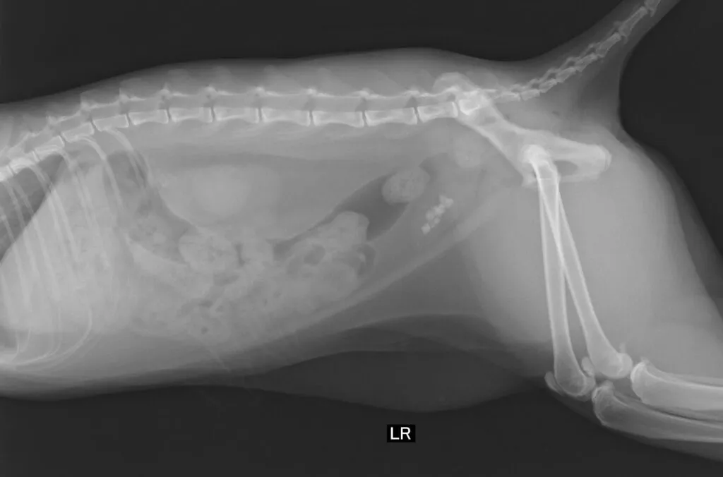 猫でも犬でも多い尿路結石について解説します。 | 市川市