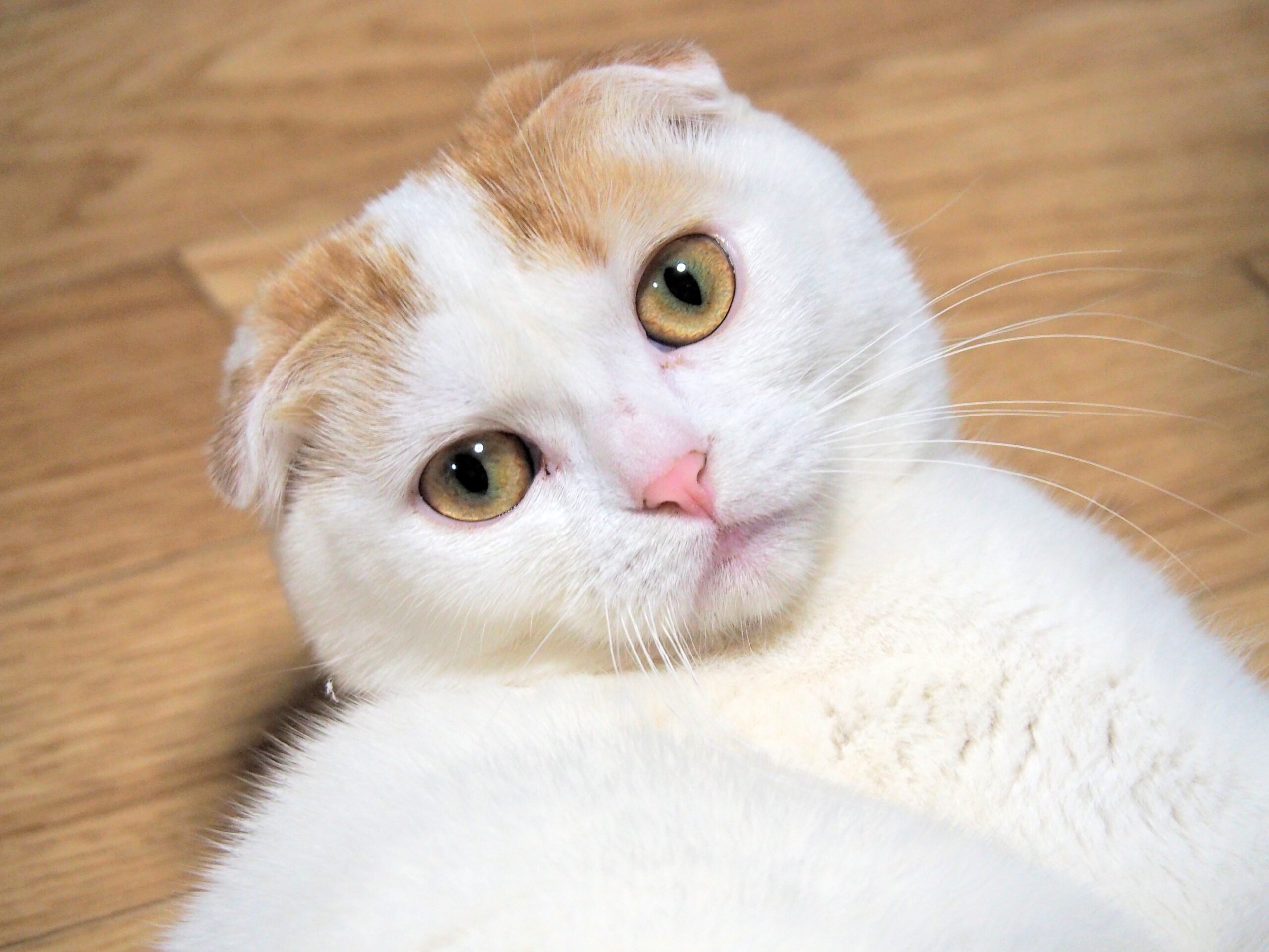 猫の種類によってかかりやすい病気がある 知識があるだけでもぜんぜん違う 猫の種類別にかかりやすい疾患についてご説明します 市川市 浦安市の動物病院 All動物病院行徳 皮膚科 眼科