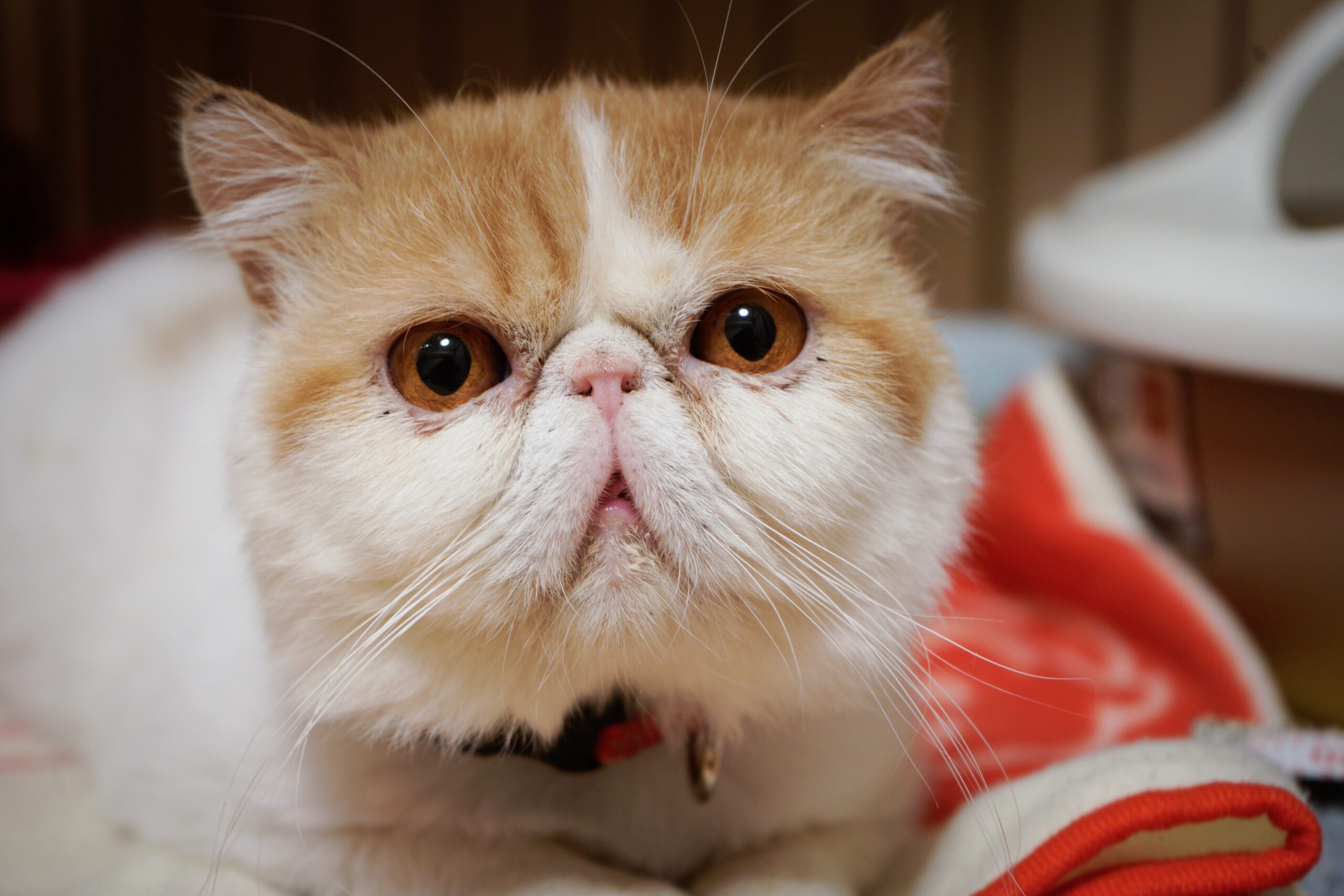 猫の種類によってかかりやすい病気がある 知識があるだけでもぜんぜん違う 猫の種類別にかかりやすい疾患についてご説明します 市川市 浦安市の動物病院 All動物病院行徳 皮膚科 眼科