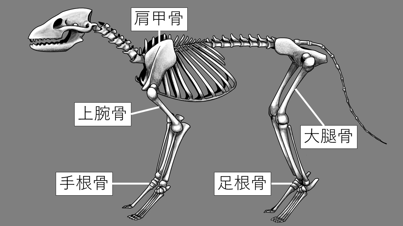 骨ってどんな役割があるの 動物によって違いはあるのかな 市川市 浦安市の動物病院 All動物病院行徳 皮膚科 眼科