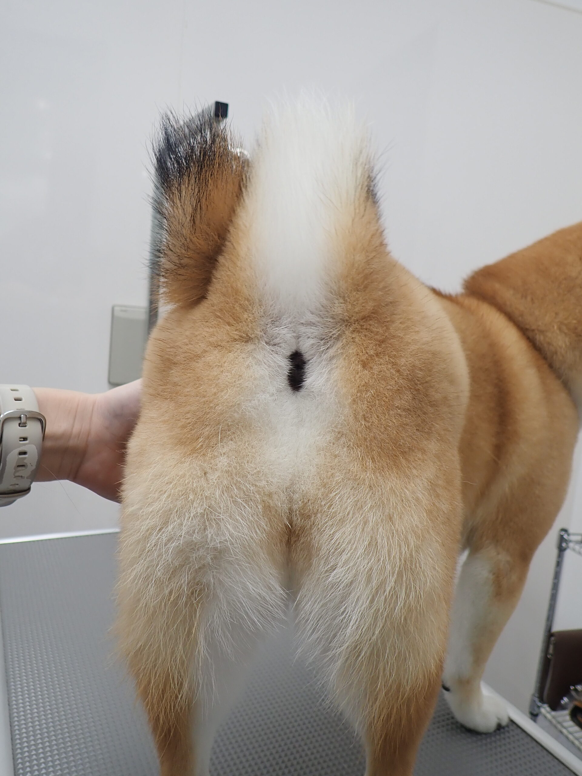 肛門腺ってご存知ですか お尻をこすってたら要注意 肛門腺絞りをしてみましょう 市川市 浦安市の動物病院 All動物病院行徳 皮膚科 眼科 肛門腺ってご存知ですか お尻をこすってたら要注意 肛門腺絞りをしてみましょう 市川市 浦安市の動物病院 All動物病院行徳 皮膚科 眼科