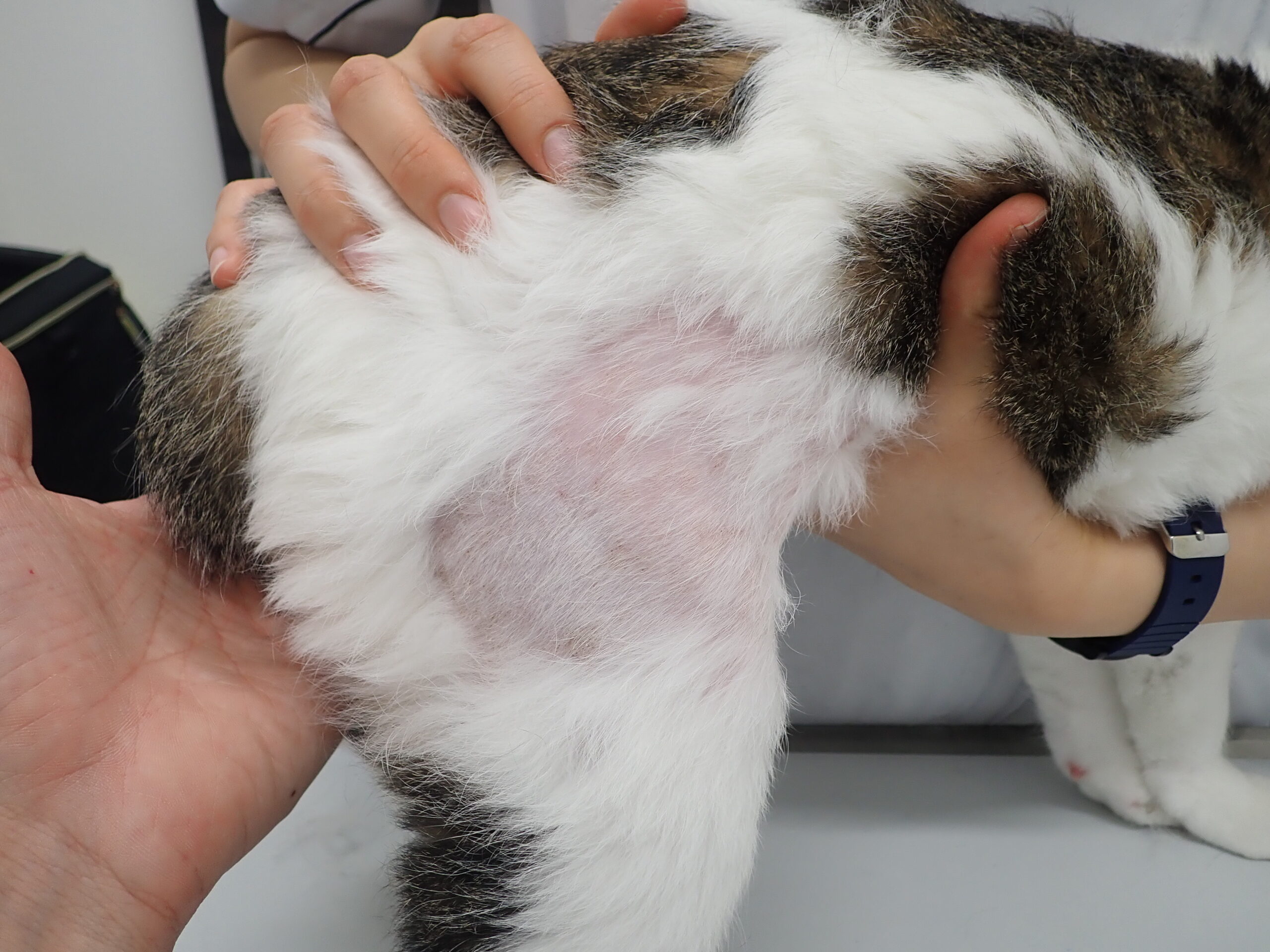 猫の種類によってかかりやすい病気がある 知識があるだけでもぜんぜん違う 猫の種類別にかかりやすい疾患についてご説明します 市川市 浦安市の動物病院 All動物病院行徳 皮膚科 眼科