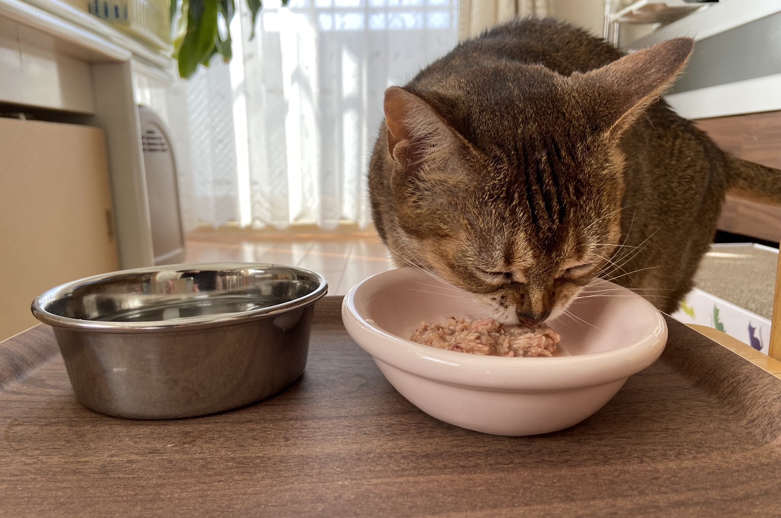 どうして食べてくれないの その原因とごはんを上げる工夫について解説します 市川市 浦安市の動物病院 All動物病院行徳 皮膚科 眼科 どうして食べてくれないの その原因とごはんを上げる工夫について解説します 市川市 浦安市の動物病院 All動物病院行徳 皮膚科 眼科