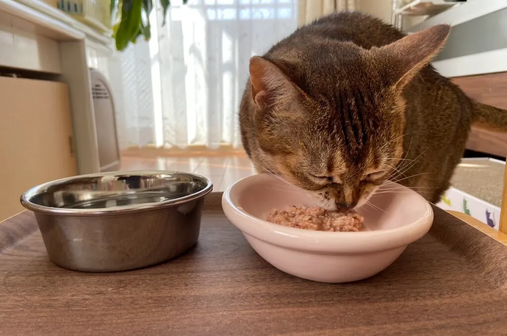 食事中の猫の画像