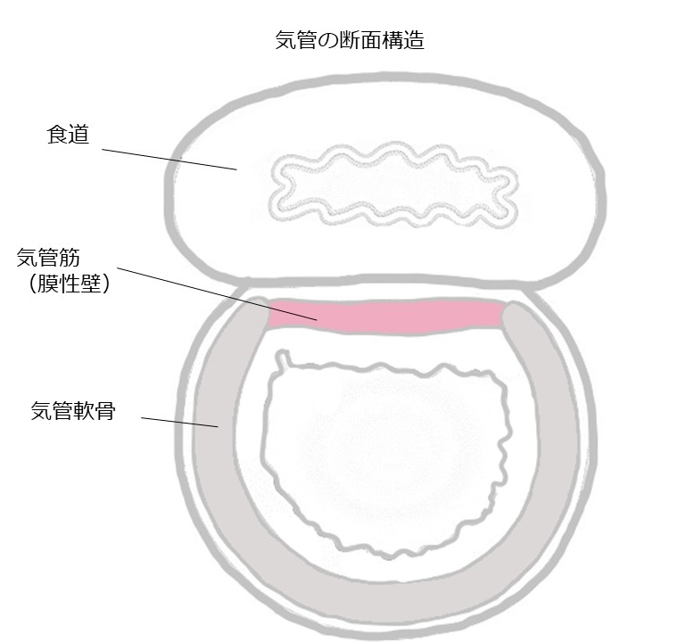 犬のガーガー ブーブー鳴る呼吸って どんなとき 犬の気管虚脱 その症状や予防方法を解説します 市川市 浦安市の動物病院 All動物病院行徳 皮膚科 眼科